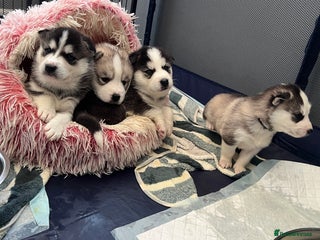 Mixed Breed dogs 5 Lovely Samsky (4 boys 1 girl) - Advert 3