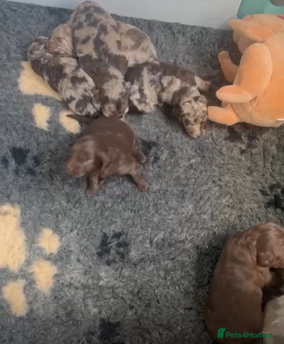 Mixed Breed dogs Cockapoo x Labradoodle Hybrid - Advert 2