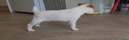 Jack Russell dogs for sale: Exquisite litter of Jack Russell Pups 🐾  - Advert 21