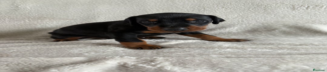 Light blue collar boy 