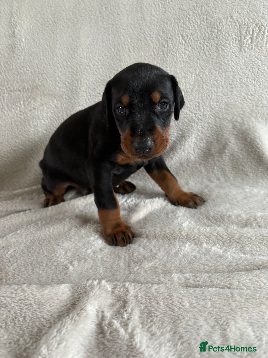 Dobermann dogs for sale: Beautiful European KC reg Doberman Puppies - Image 14