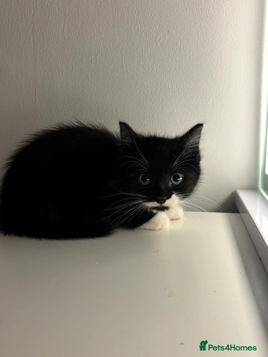 Mixed Breed cats for sale: Mixed breed kittens  - Advert 7