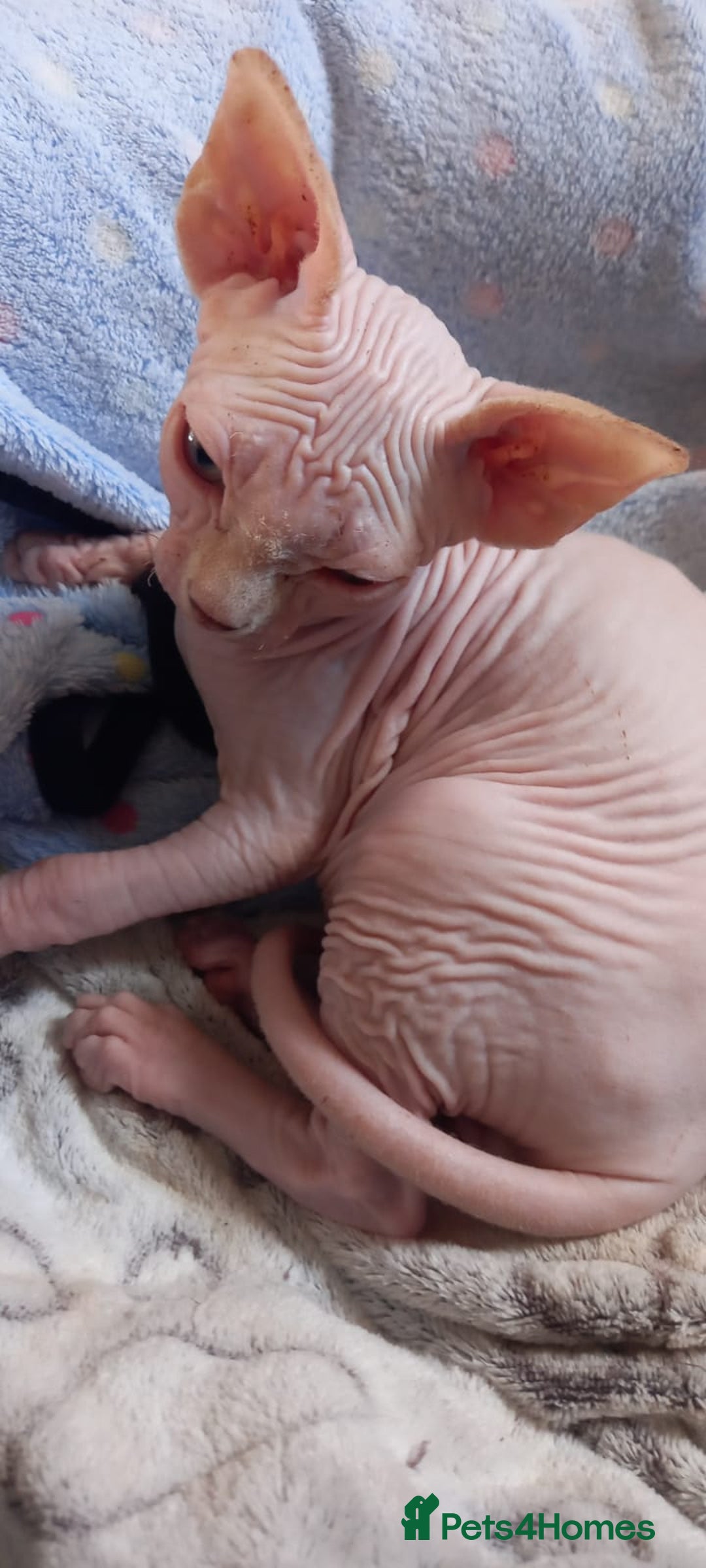Sphynx cats for sale: 5 Adorable Sphynx Kittens for sale! - Image 15