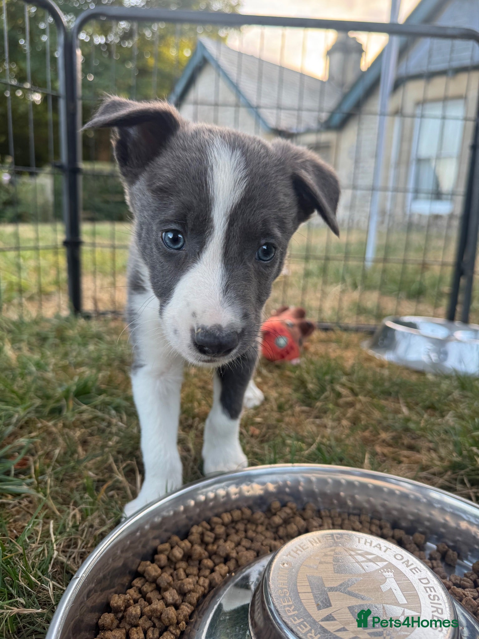 Border Collie dogs Beautiful Border Collie Puppies  - Advert 2