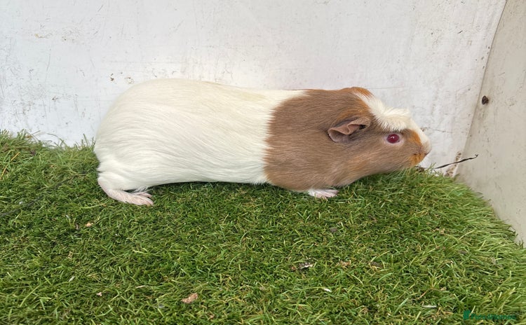 Guinea Pig rodents Female baby guinea pigs  - Advert 12