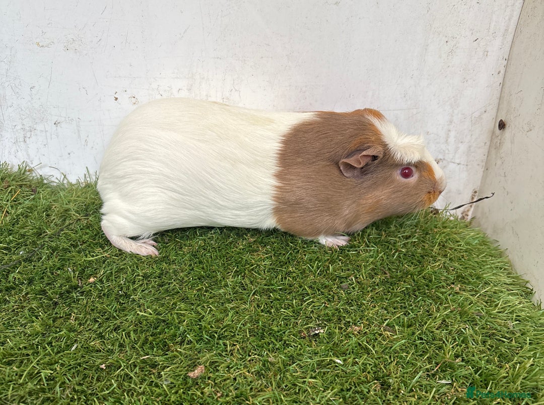 Guinea Pig rodents for sale: Female baby guinea pigs  - Advert 1