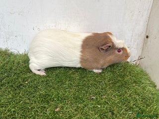 Guinea Pig rodents Female baby guinea pigs - Advert 15