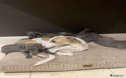 Whippet dogs for sale: 6 gorgeous blue whippet puppies  - Image 4