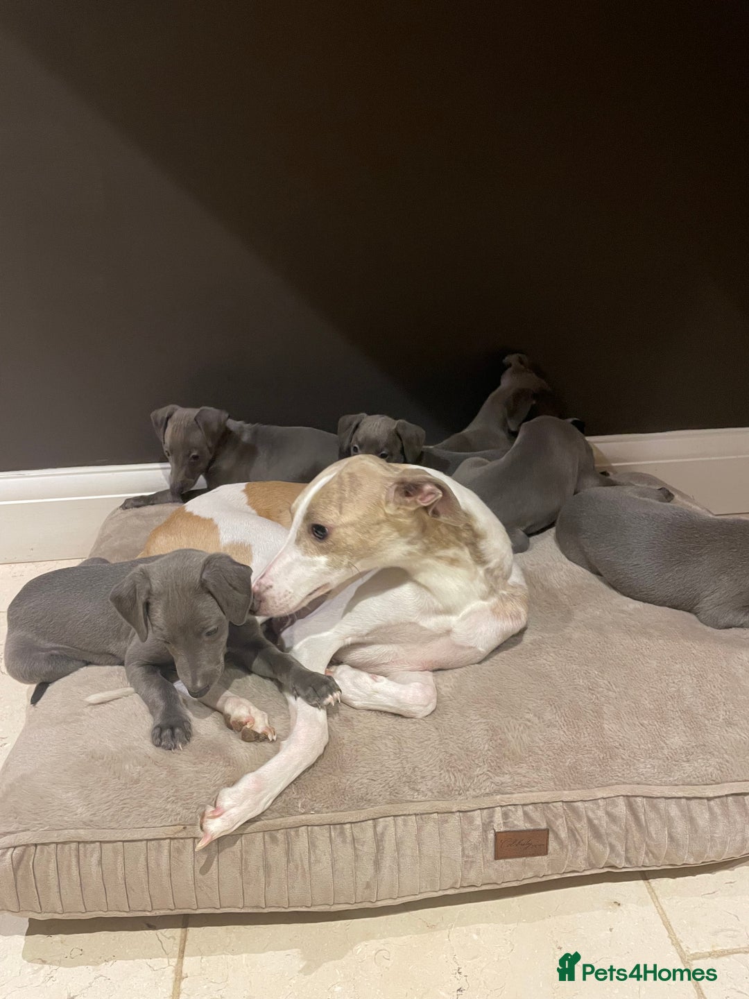 Whippet dogs for sale: 6 gorgeous blue whippet puppies  - Image 4