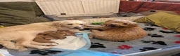Mini Goldendoodle dogs for sale: Stunning Goldendoodles  in Ashton-under-Lyne - Advert 4