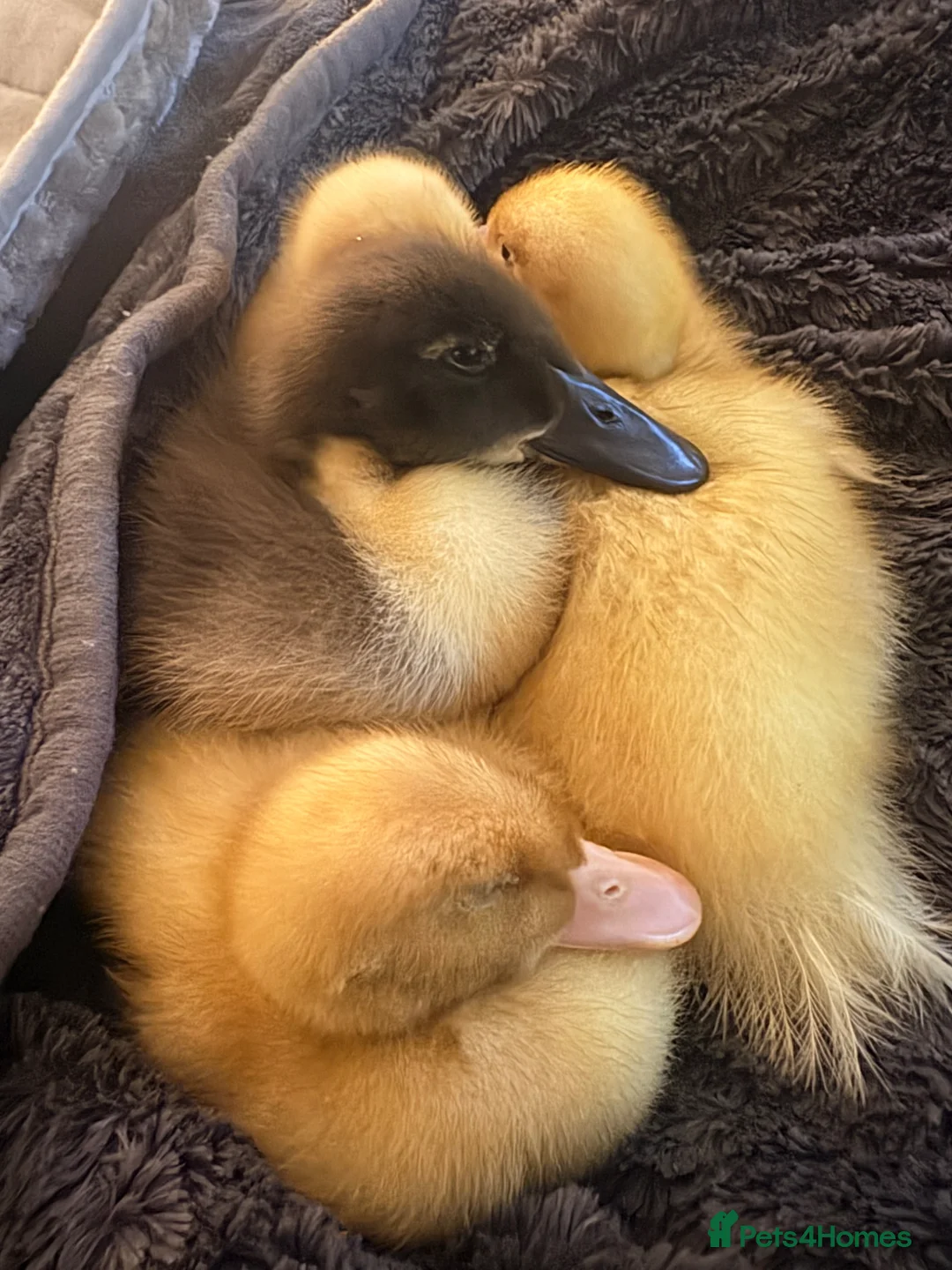 Ducks poultry for sale: 4 ducklings - Advert 1