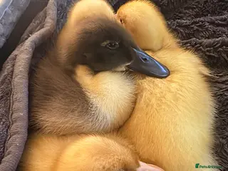 Ducks poultry 4 ducklings - Advert 1