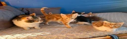 Mixed Breed cats for sale: KITTENS: 3 ginger males and one black white female in Manchester - Advert 7
