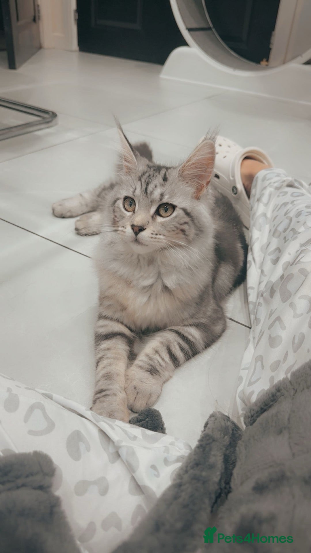 Maine Coon cats Purebred MaineCoon Kittens TICA lines  - Advert 5