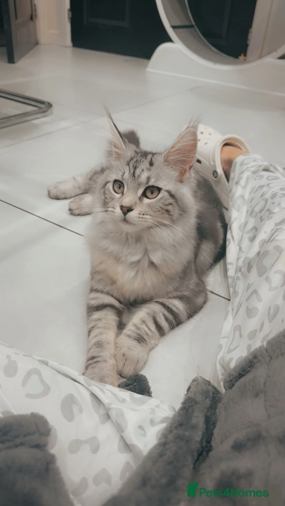 Maine Coon cats for sale: Purebred MaineCoon Kittens TICA lines  - Advert 1