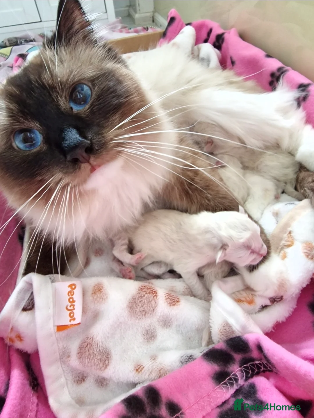 Ragdoll cats for sale: Ragdoll boy 🩵 - Advert 2