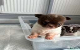 Chihuahua dogs for sale: Chocolate parti chihuahua puppys - Image 17