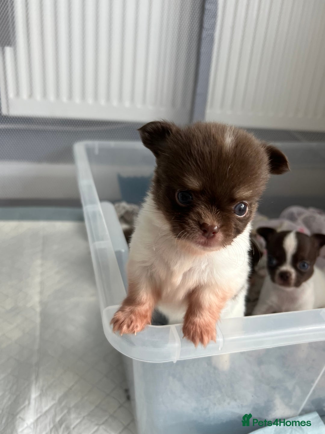 Chihuahua dogs for sale: Chocolate parti chihuahua puppys - Image 17