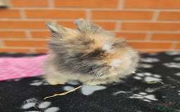Lionhead rabbits for sale: Double Maned Lionhead  - Image 6