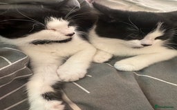 British Shorthair cats for sale: Two loving boys - Image 1