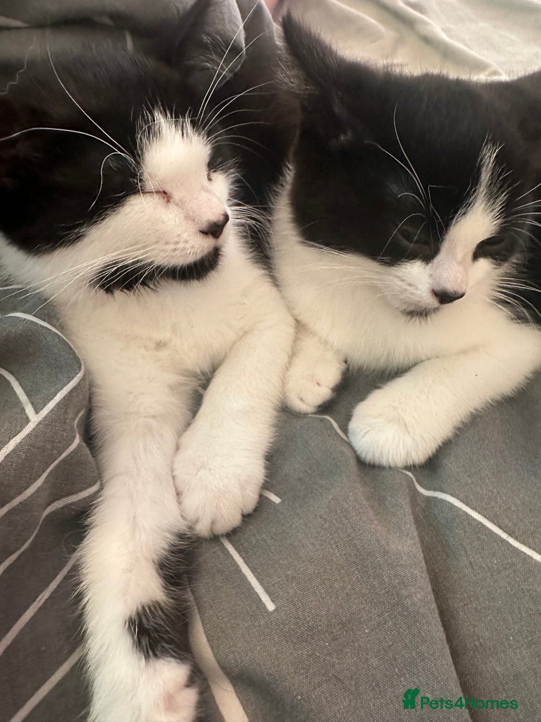 British Shorthair cats for sale: Two loving boys - Image 1