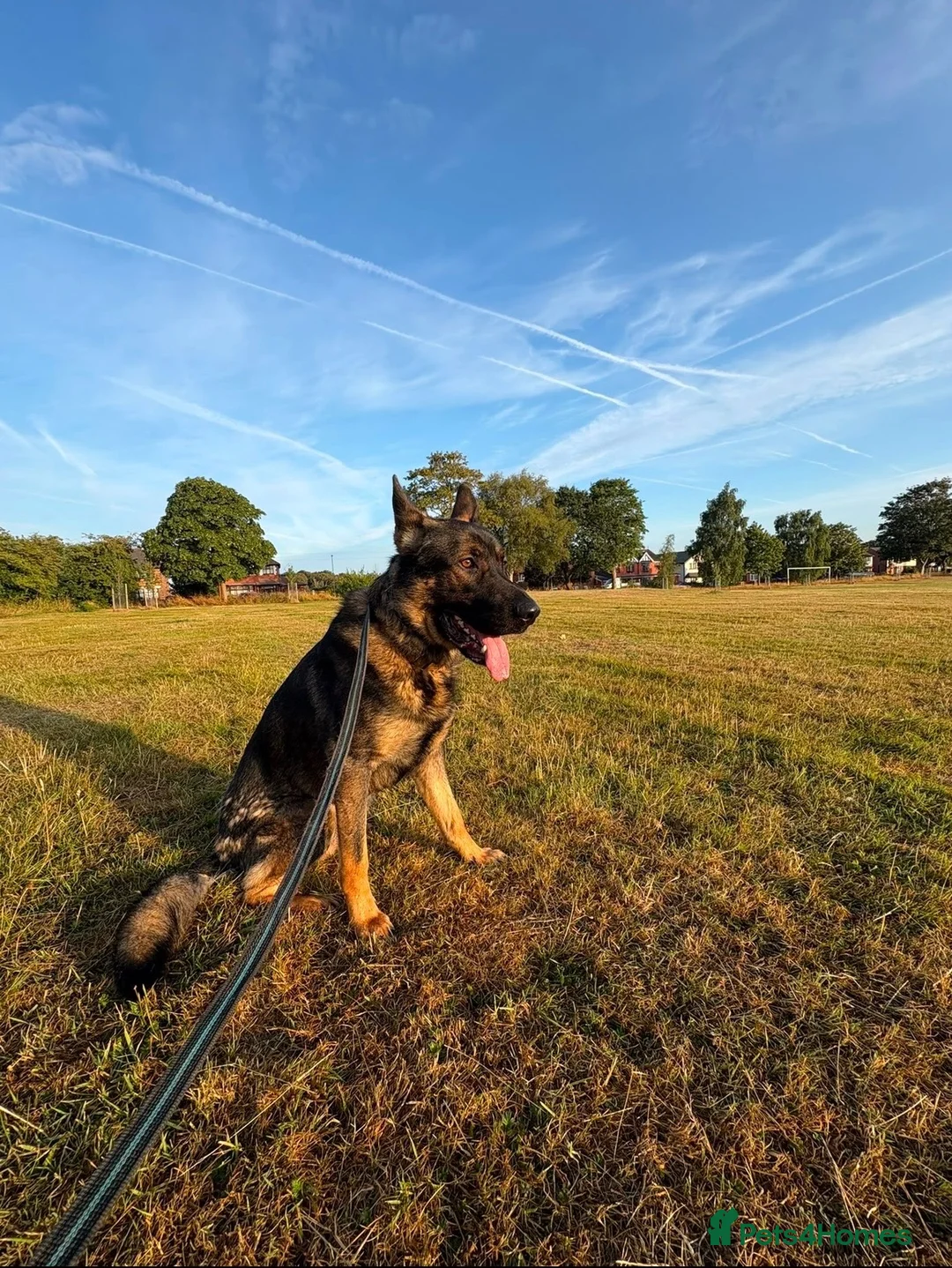German Shepherd dogs for sale: Barney 2 year old German shepherd male  in Hyde - Advert 2