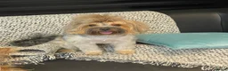 Yorkshire Terrier dogs for sale: Yorkshire Terrier 🐶 🐶 🐶 🐶 🐶  - Advert 5