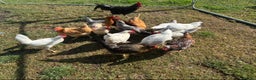Chickens poultry for sale: Poultry for sale  - Advert 4