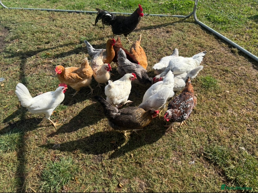 Chickens poultry for sale: Poultry for sale  - Advert 4