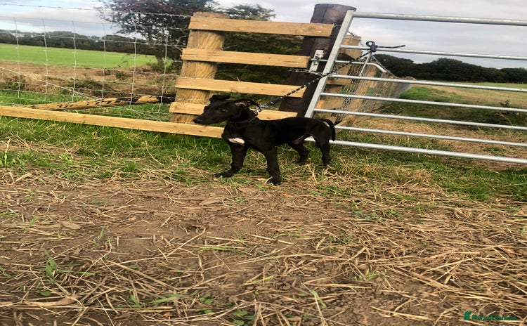 Mixed Breed dogs - Advert 3