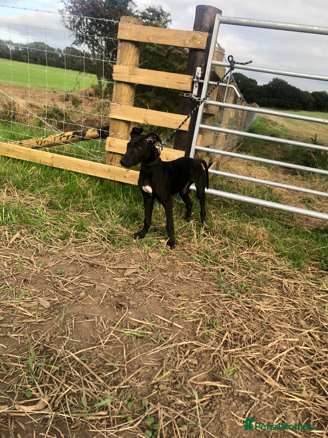 Mixed Breed dogs for sale: Big Ben  - Image 1