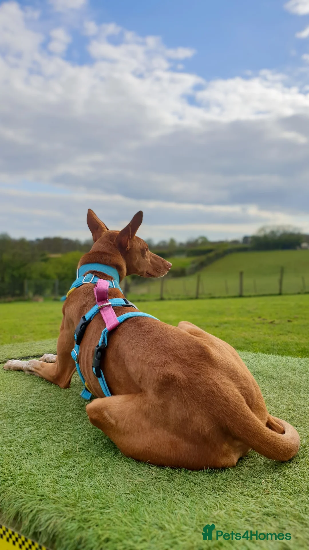 Ibizan Hound dogs for adoption: Cati a lovely calm girl who loves other dogs  in Alfreton - Advert 21
