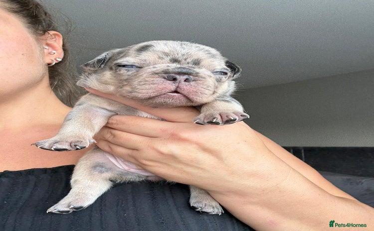 French Bulldog dogs - Advert 1