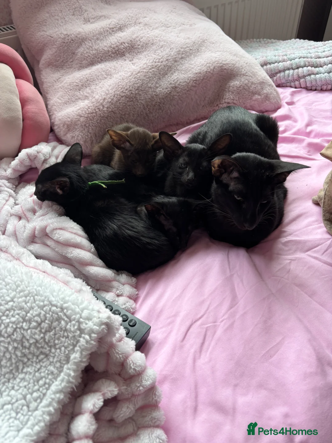 Oriental cats for sale: ORIENTAL and SIAMESE Adorable kittens - Advert 2