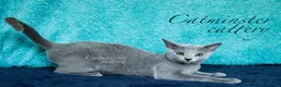 Russian Blue cats for sale: Purebred Russian blue kittens  - Advert 14