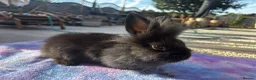 Mixed Breed rabbits for sale: Beautiful Baby Bunnies Ready for Forever Homes - Advert 5
