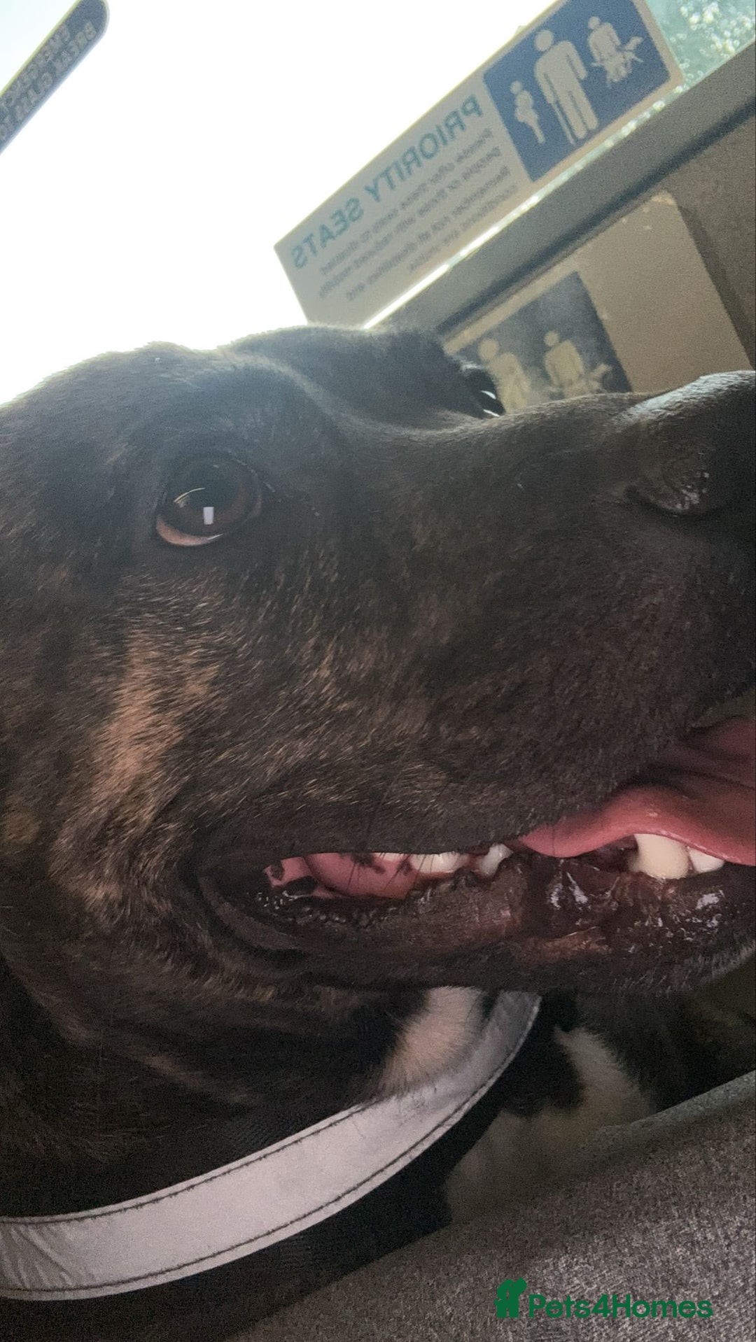 Staffordshire Bull Terrier dogs for sale: This is Dougie  - Image 7