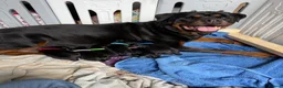 Rottweiler dogs for sale: Beautiful litter of Rottweilers in Horsham - Advert 8