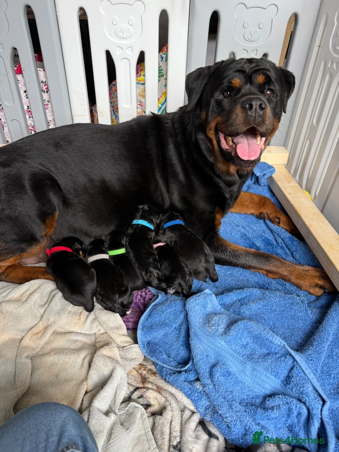 Rottweiler dogs for sale: Beautiful litter of Rottweilers in Horsham - Advert 8