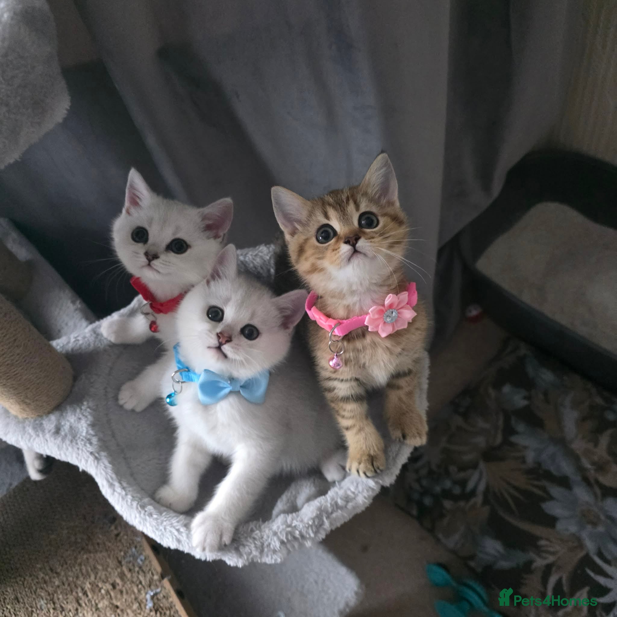 British Shorthair cats British Shorthair kittens  - Advert 1