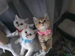 British Shorthair cats British Shorthair kittens - Advert 1