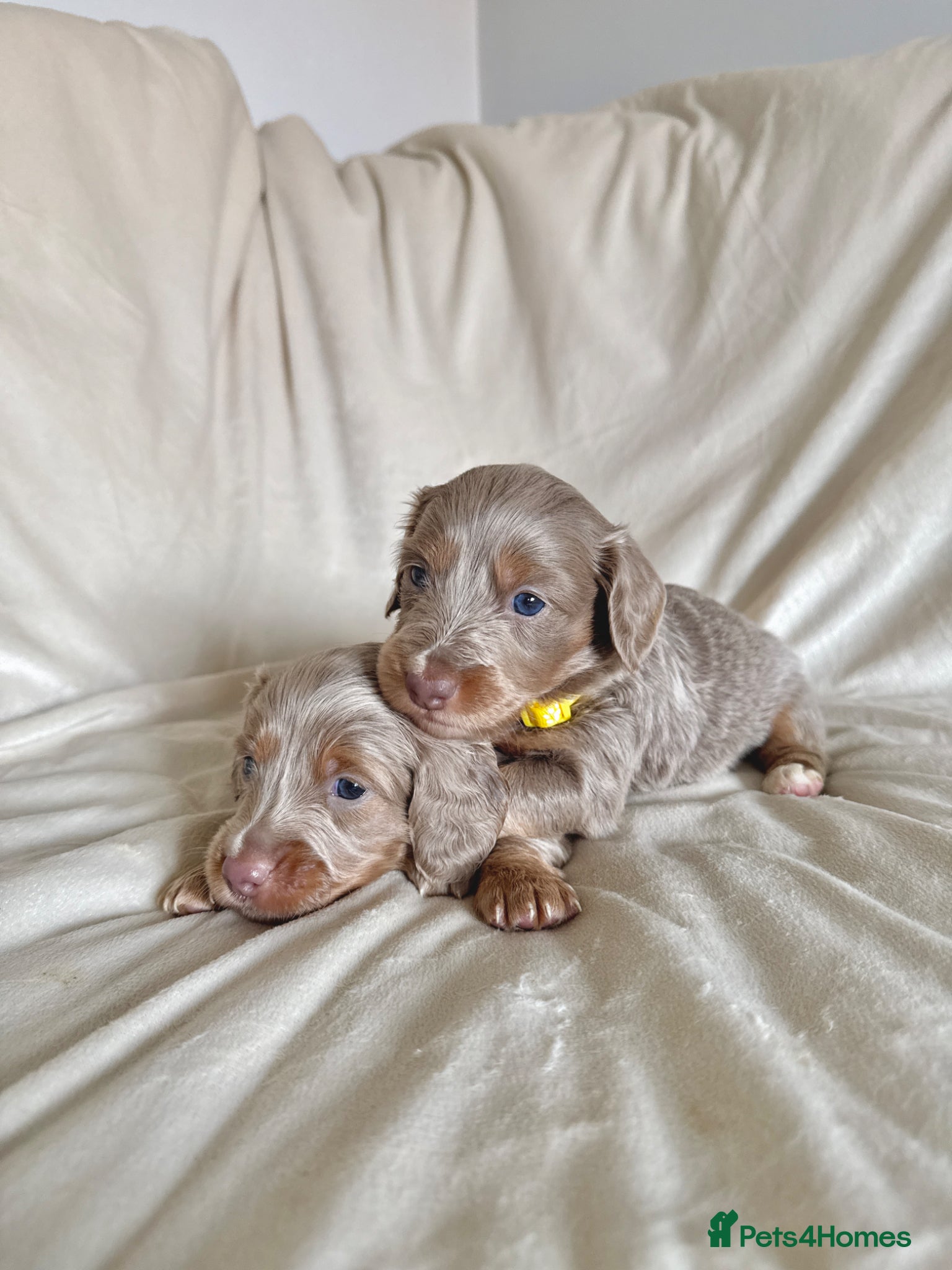 Miniature Dachshund dogs Long haired minature dachshunds - Advert 1
