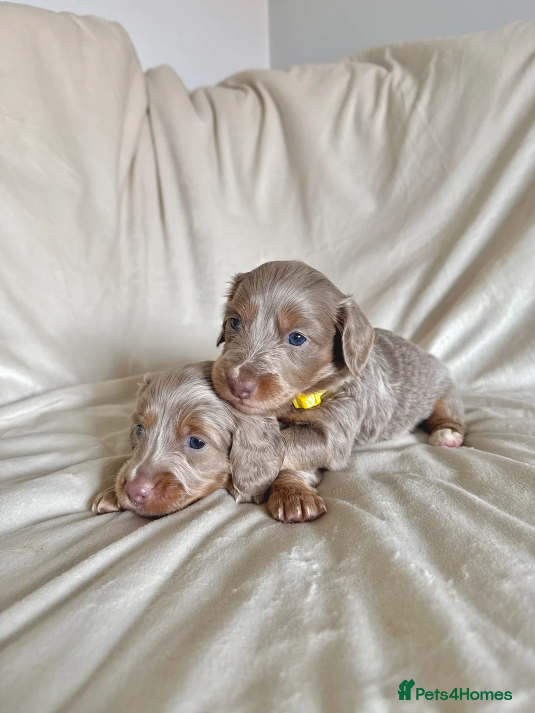 Miniature Dachshund dogs for sale: Long haired minature dachshunds - Advert 1