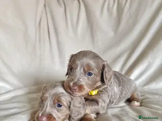 Miniature Dachshund dogs Long haired minature dachshunds - Advert 1