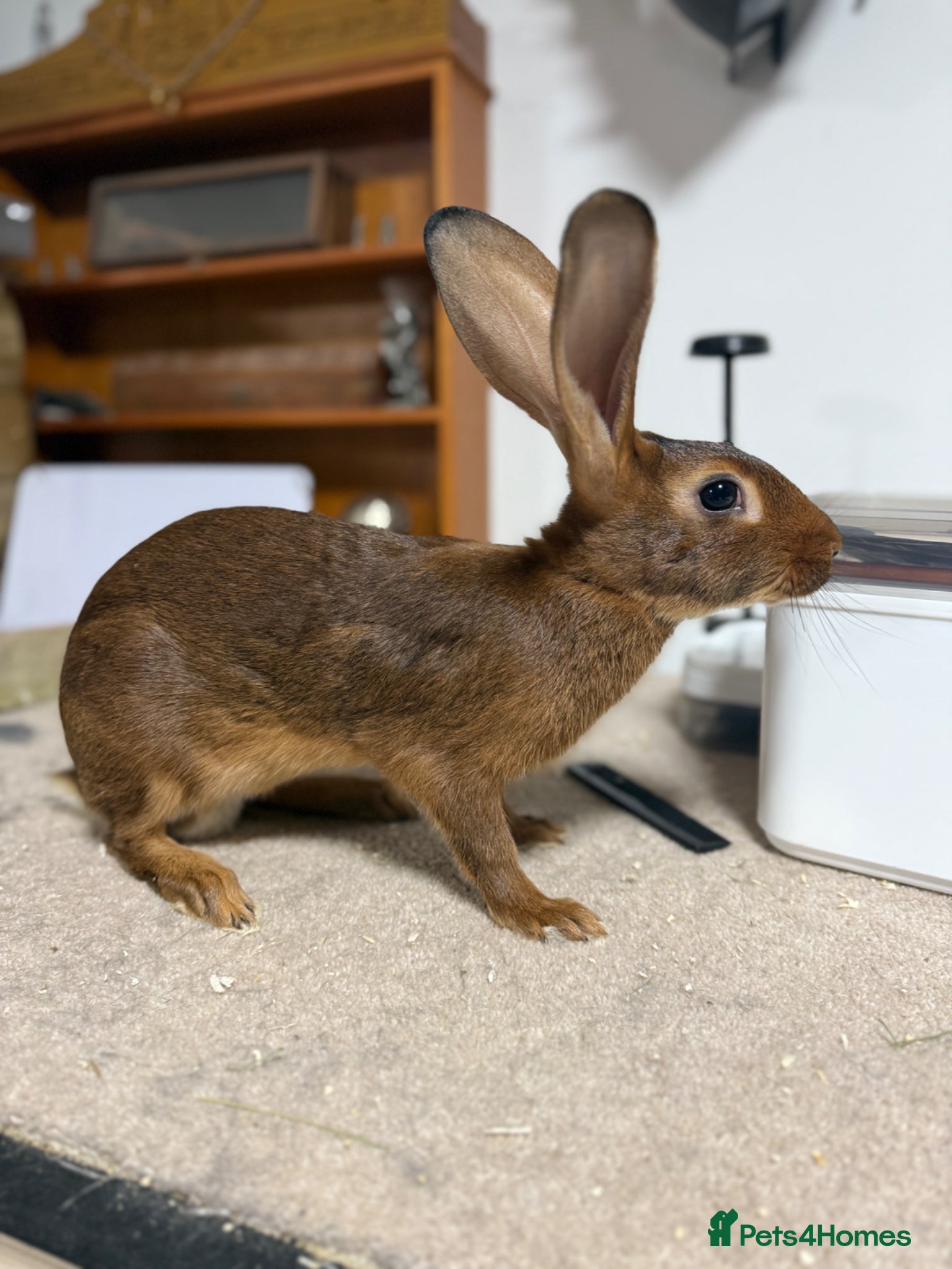 Belgian Hares rabbits Vaccinated Young Red Belgian Hares Ready Now - Advert 1