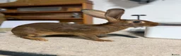 Belgian Hares rabbits for sale: Vaccinated Young Red Belgian Hares Ready Now in Doncaster - Advert 1