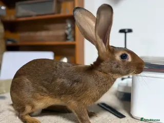 Belgian Hares rabbits Vaccinated Young Red Belgian Hares Ready Now - Advert 3