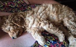 Cockapoo dogs for sale: Cockapoos 1 GIRL LEFT UPDATED 27/7/25 F1B fox RED - Image 4