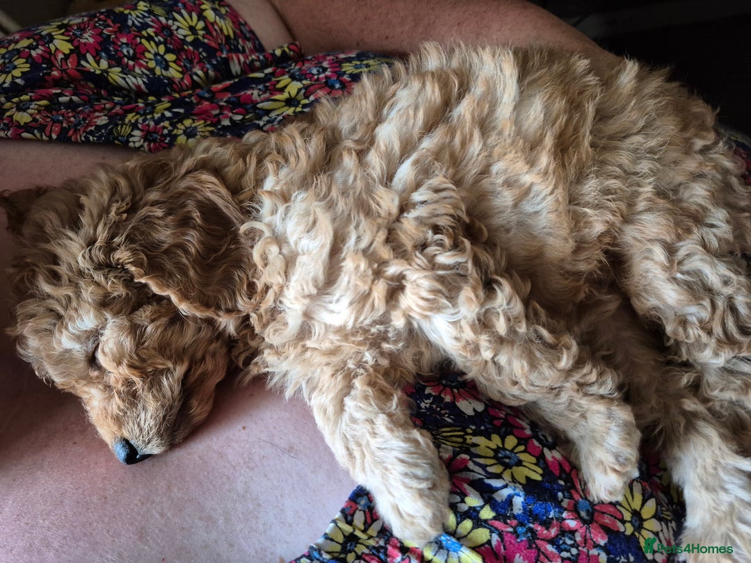 Cockapoo dogs for sale: Cockapoos 1 GIRL LEFT UPDATED 27/7/25 F1B fox RED - Image 4