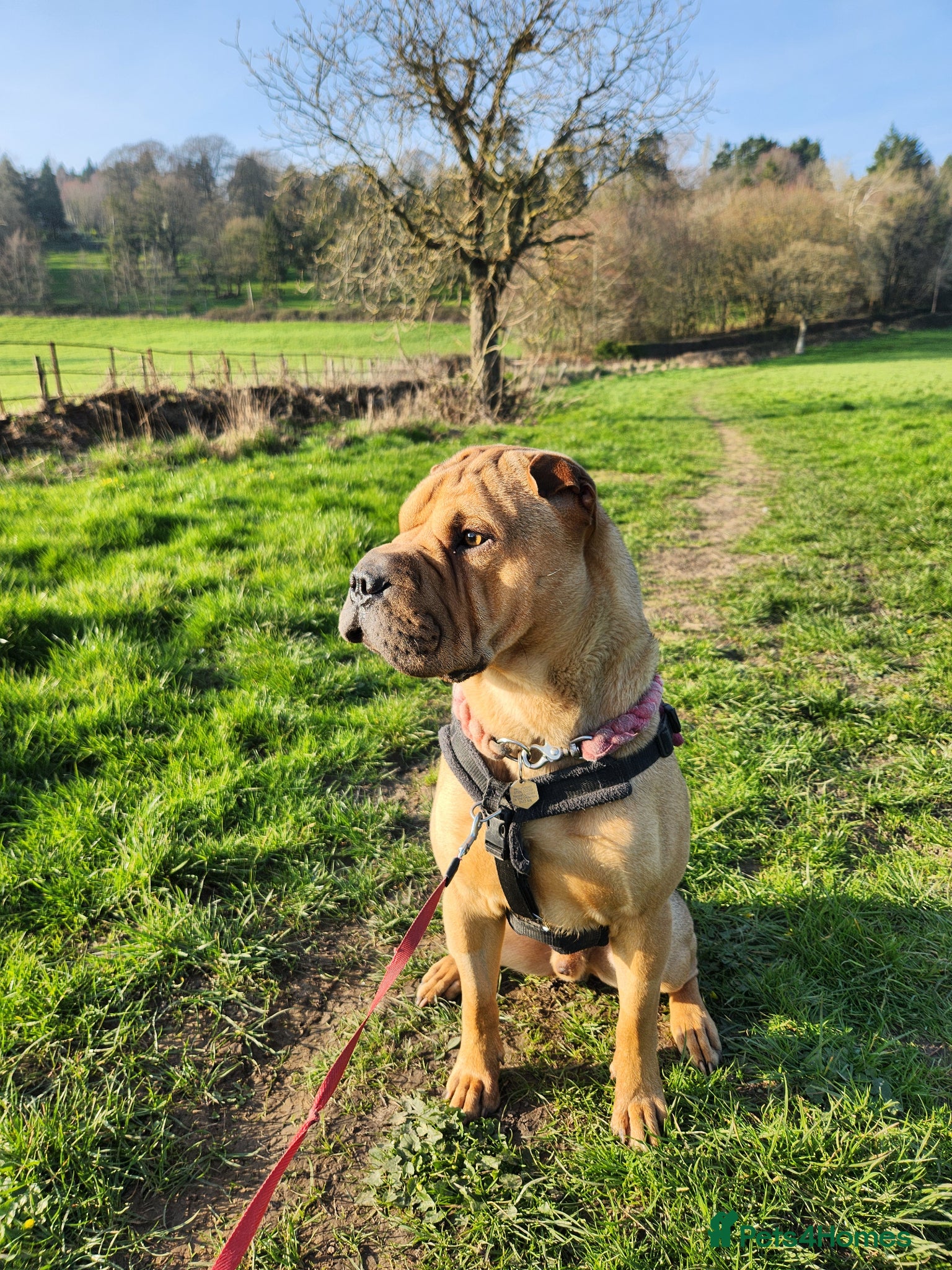 Mixed Breed dogs Gorgeous bullpei needs a new home  - Advert 1